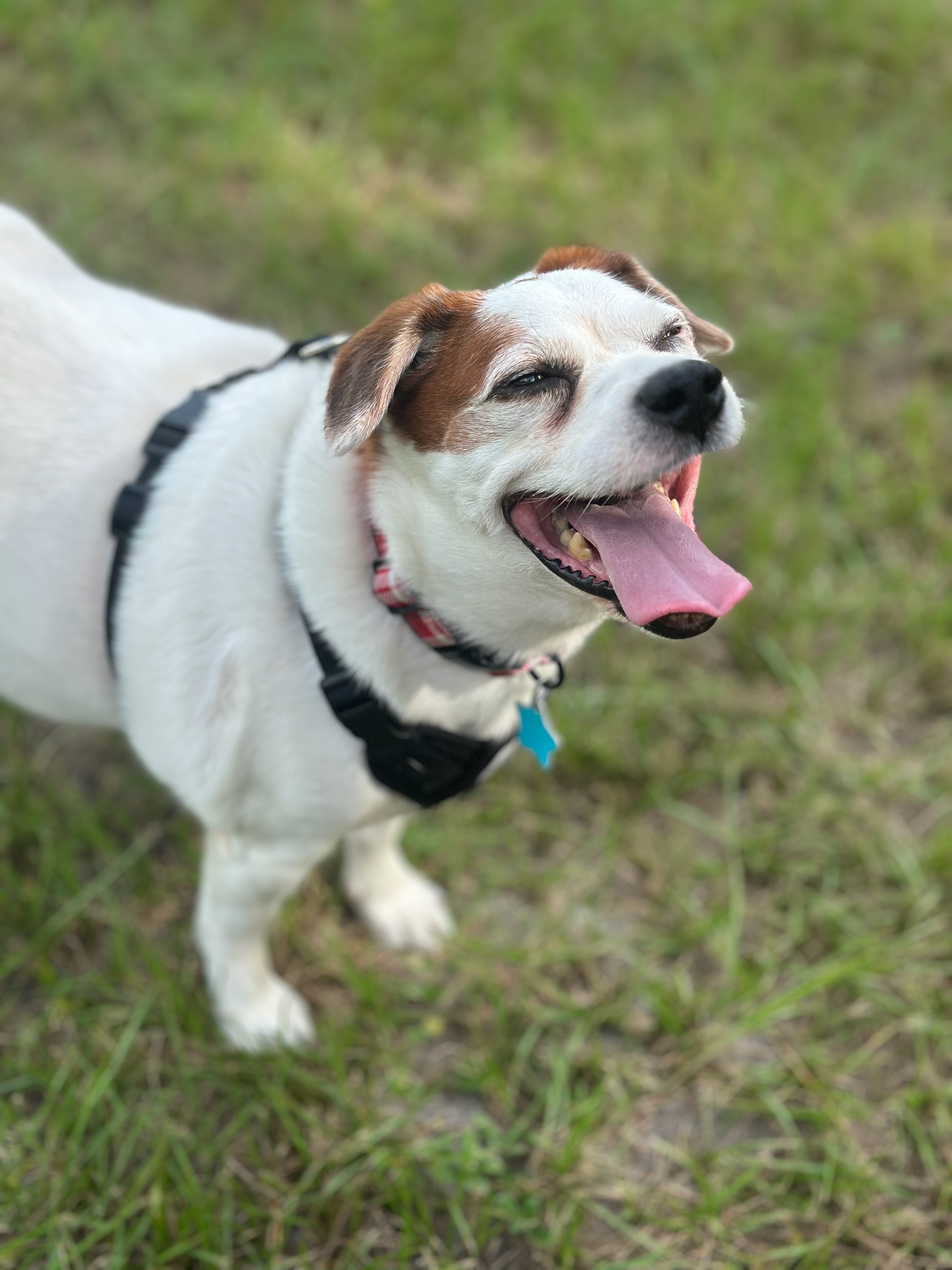 Benny the rescue dog, shy, Cushing's warrior, chaos contributor