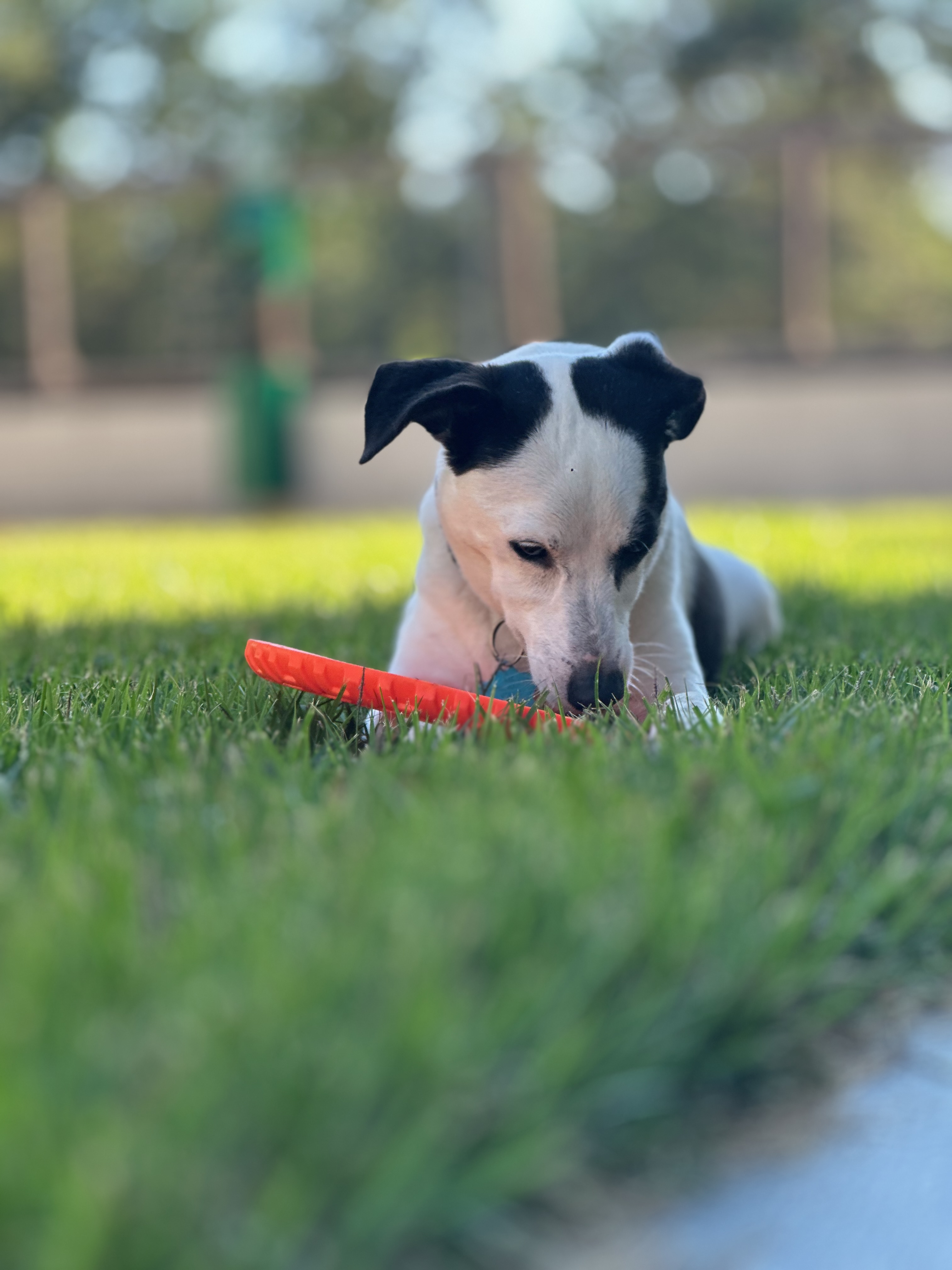 Hippy the rescue dog, professional nose-in-mouth enthusiast
